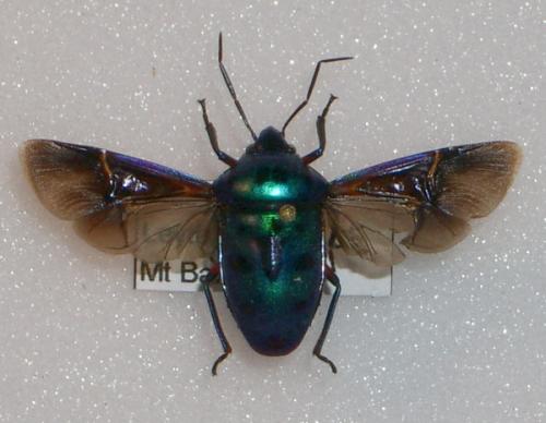 Chrysocoris sp.