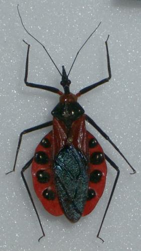 Eulyes sp.