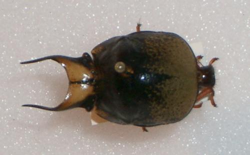 Réf. 15 797 : Ceratocoris cephalicus