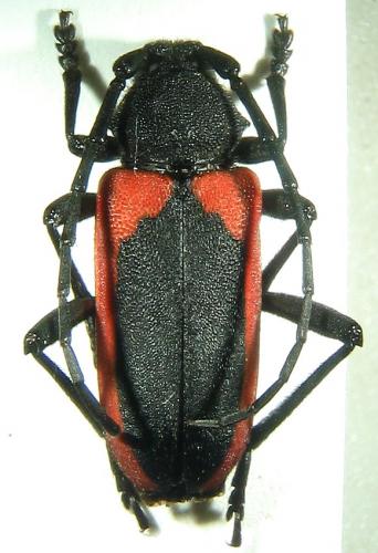 Réf. 15 517 : Purpuricenus kaehleri