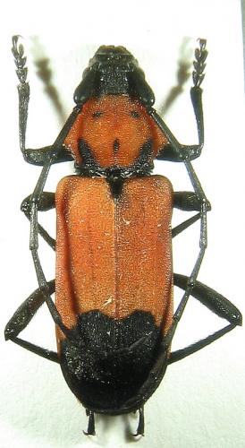 Purpuricenus desfontainii