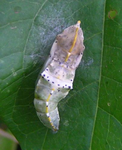 Pieris brassicae