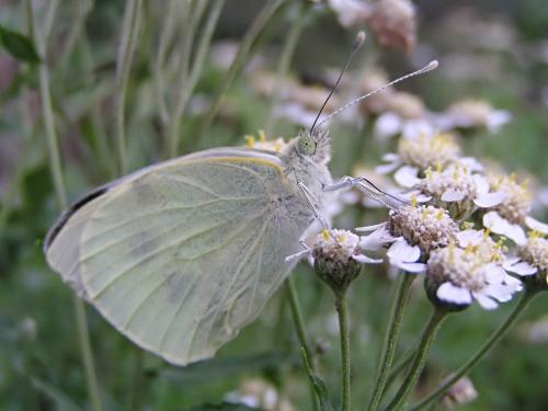 Pieris brassicae