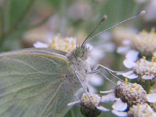 Pieris brassicae