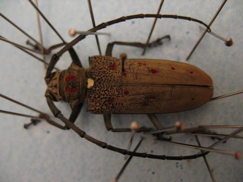 Réf. 15 887 : Batocera rufomaculata