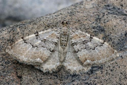 Hydria cervinalis