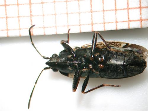 Rhyparochromus vulgaris