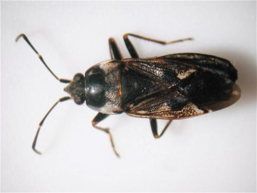 Réf. 15 350 : Rhyparochromus vulgaris
