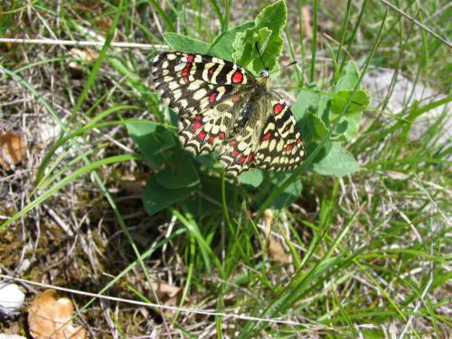 Zerynthia rumina