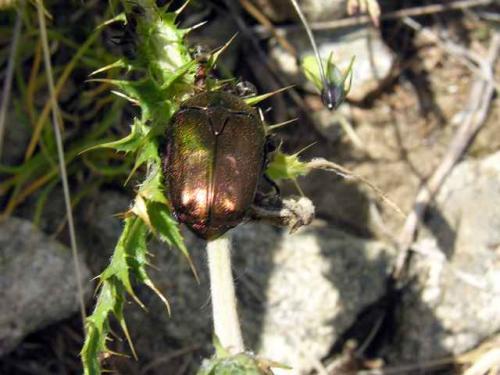 Réf. 15 029 : Potosia cuprea