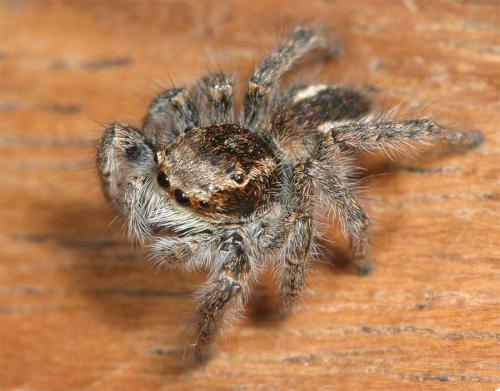 Philaeus chrysops