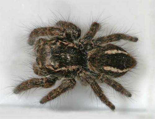 Réf. 15 098 : Philaeus chrysops