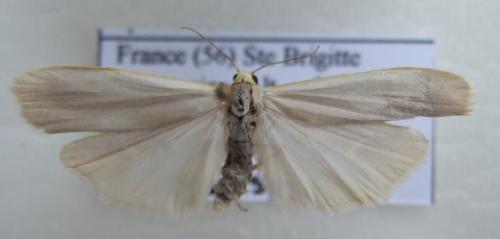 Eilema sp.