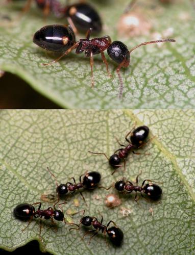 Réf. 15 794 : Dolichoderus quadripunctatus