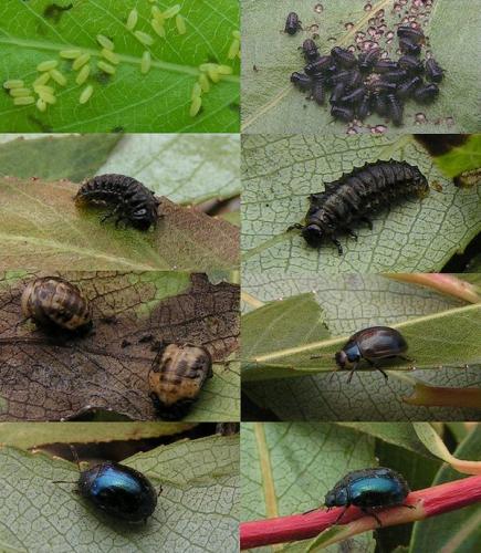 Plagiodera versicolora
