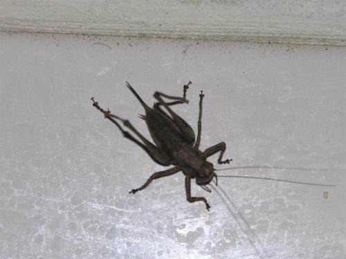Pholidoptera griseoaptera