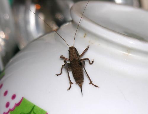 Pholidoptera griseoaptera