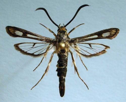Réf. 15 634 : Pyropteron sp.