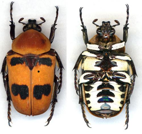 Réf. 15 832 : Simorrhina staudingeri