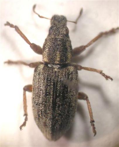 Sitona sp.