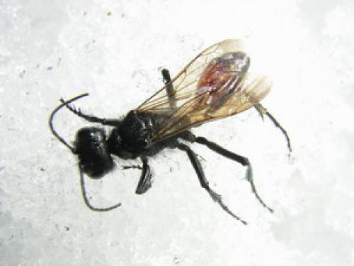 Podalonia hirsuta