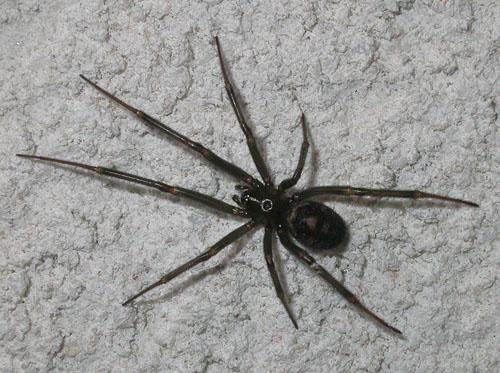 Steatoda grossa