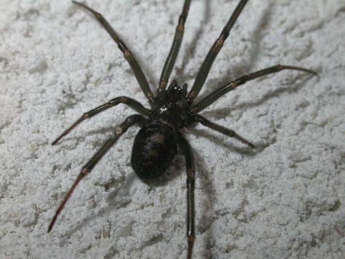 Steatoda grossa
