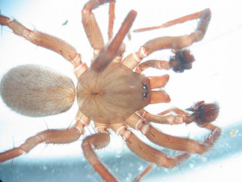 Chorizomma subterraneum