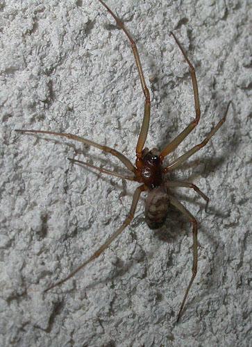 Réf. 15 287 : Steatoda grossa