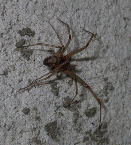 Steatoda grossa