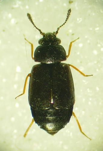Proteinus sp.