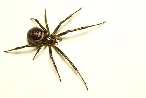 Steatoda grossa