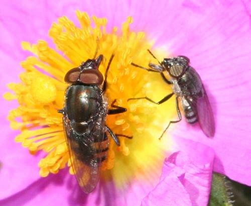 Stomorhina lunata