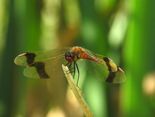 Réf. 15 762 : Sympetrum pedemontanum
