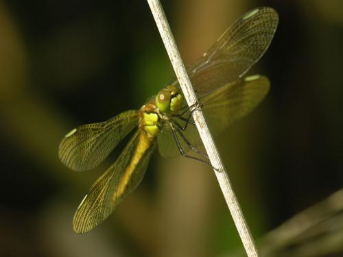 Réf. 15 772 : Sympetrum pedemontanum