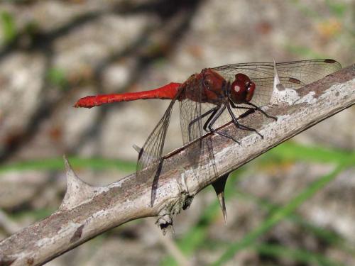 Réf. 15 784 : Sympetrum sanguineum
