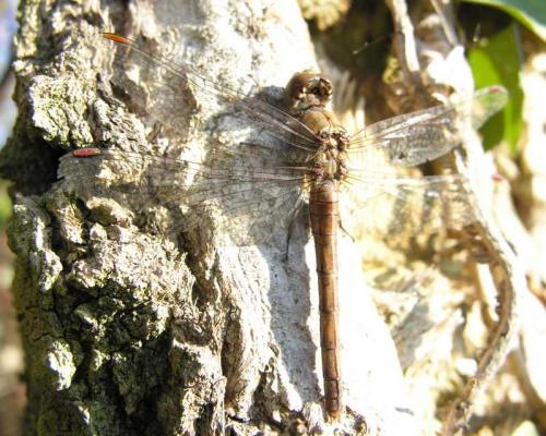 Sympetrum striolatum
