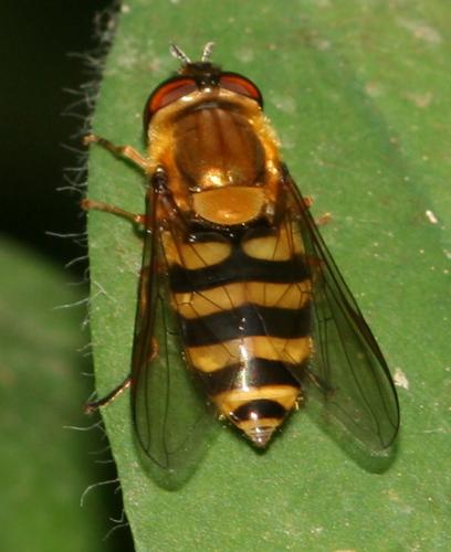 Réf. 15 379 : Syrphus sp.