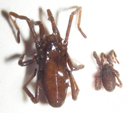 Trogulus nepaeformis