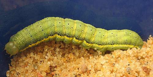 Réf. 15 091 : Lacanobia oleracea