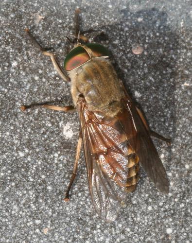 Réf. 15 113 : Tabanus sp.
