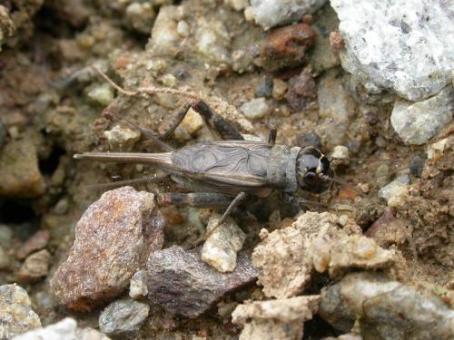 Eumodicogryllus bordigalensis bordigalensis