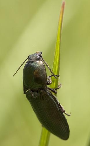 Selatosomus sp.