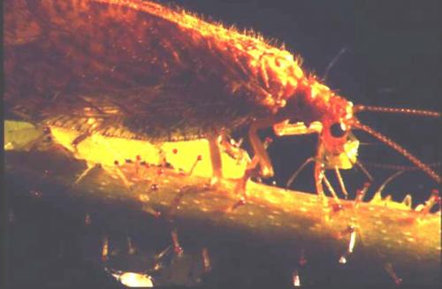 Micromus angulatus