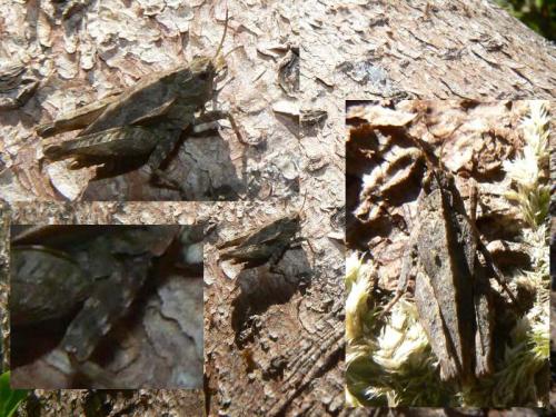 Tetrix sp.