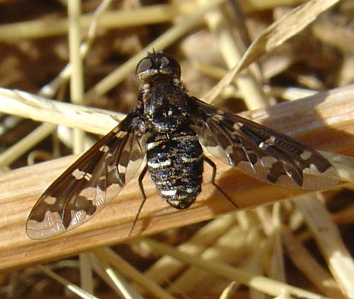 Exoprosopa jacchus