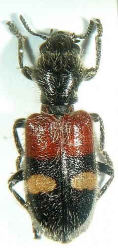 Réf. 15 662 : Tilloidea transversalis