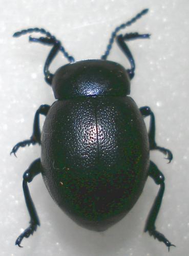 Timarcha goettingensis