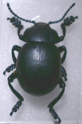 Timarcha tenebricosa