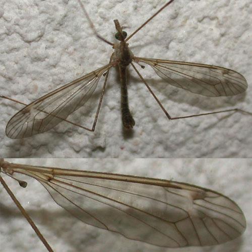 Réf. 15 525 : Tipula sp.